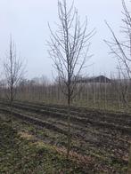 Sierpeer Pyrus call. Chanticleer OUTLET, Overige soorten, Lente, 250 tot 400 cm, Ophalen