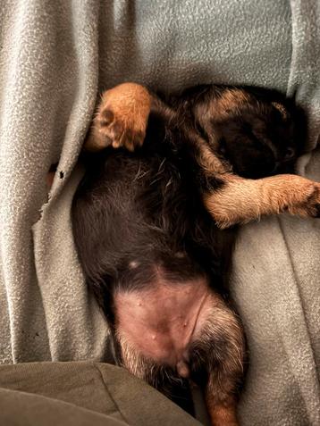 Borderterrier border terriër pups borderterriers beschikbaar voor biedingen
