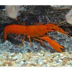 Cherax snowden, Dieren en Toebehoren, Vis
