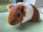 Lief beertje Freek, Dieren en Toebehoren, September, Mannelijk, Cavia