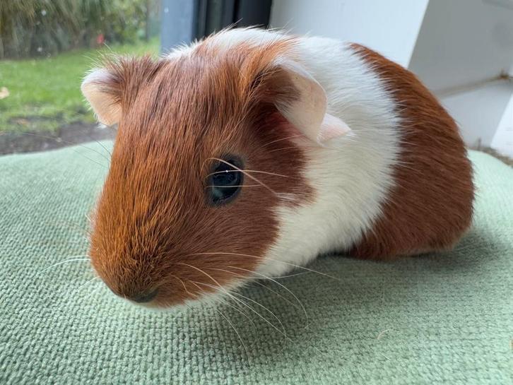 Lief beertje Freek, Dieren en Toebehoren, Knaagdieren, Mannelijk, Cavia, September
