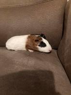 mannetje cavia, Dieren en Toebehoren, Knaagdieren, September, Mannelijk, Cavia