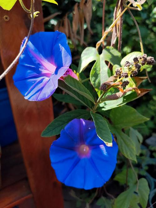 ipomea van 1 meter lang, bloeit nu, Tuin en Terras, Planten | Tuinplanten, Overige soorten, Volle zon, Zomer, Ophalen of Verzenden