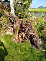 Gratis wilgen boom, Tuin en Terras, Haardhout, 3 tot 6 m³, Ophalen, Overige houtsoorten