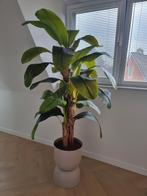 Prachtige Neppe Plant - Bananenboom, Ophalen of Verzenden