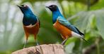 GEZOCHT KOPPEL 3 kleur glans spreeuw, Dieren en Toebehoren, Vogels | Overige Vogels, Meerdere dieren, Tropenvogel, Geringd