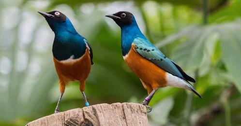 GEZOCHT KOPPEL 3 kleur glans spreeuw, Dieren en Toebehoren, Vogels | Overige Vogels, Tropenvogel, Meerdere dieren, Geringd