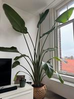 Strelitzia (groot), Huis en Inrichting, Kamerplanten, Groene kamerplant, Ophalen, Overige soorten, 200 cm of meer