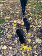 Flexibele hondenoppas/uitlater gezocht Maarssen, Diensten en Vakmensen, Dieren | Honden | Verzorging, Oppas en Les, Particuliere oppas