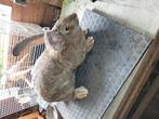 Raszuivere vlaamse reus, Dieren en Toebehoren, Konijnen, Vrouwelijk, Groot