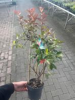Toscaanse Jasmijn - Tuinplant, Volle zon, Vaste plant, Zomer, Ophalen