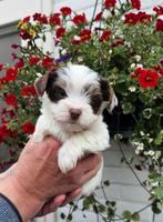 Biewer Yorkshire terriër (biro)2 reutjes  7 weken oud, Dieren en Toebehoren, Yorkshire Terriër, Reu, 8 tot 15 weken, Eén hond