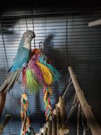 Vogels, Dieren en Toebehoren, Meerdere dieren, Parkiet