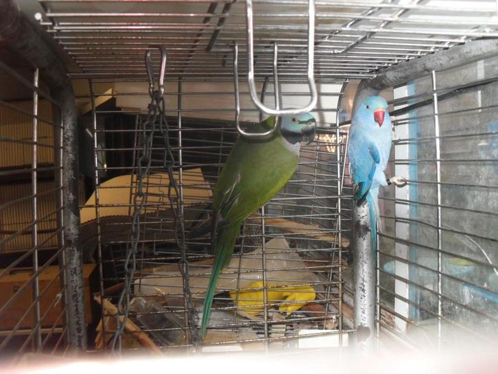 parkieten, Dieren en Toebehoren, Vogels | Parkieten en Papegaaien, Parkiet, Meerdere dieren, Tam