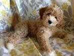 Gevraagd: (mini) Labradoodle (pup), Rabiës (hondsdolheid), 15 weken tot 1 jaar, Reu, Eén hond