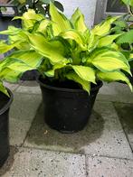 Hosta, Tuin en Terras, Planten | Tuinplanten, Halfschaduw, Zomer, Vaste plant, Ophalen of Verzenden