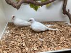 Koppel DF witstuit bruin topaas diamantduiven (snowwhite), Meerdere dieren, Overige soorten