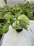 Monstera Lechleriana Variegata, Ophalen of Verzenden, Halfschaduw, Minder dan 100 cm