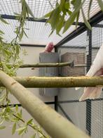 1-1 lutino kakatoe 022, Dieren en Toebehoren, Meerdere dieren, Parkiet, Geringd