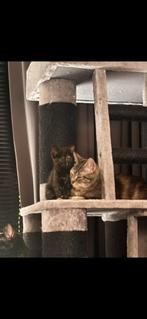 Lieve speelse sociale kittens nog 1 over van ander nestje, Dieren en Toebehoren, Katten en Kittens | Overige Katten, Meerdere dieren