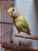 Kweekkoppel  agapornis roseicollis., Meerdere dieren, Dwergpapegaai of Agapornis, Geringd