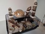 Hamster kooi met hamsters ter overname., Dieren en Toebehoren, Hamster, Februari, Meerdere dieren, Tam
