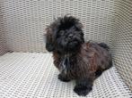 Mooie Boomer pups, ShihTzu x Maltezer., Dieren en Toebehoren, Nederland, Overige rassen, CDV (hondenziekte), 8 tot 15 weken
