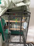 Valk parkieten €50,- vandaag ophalen!!!!!, Dieren en Toebehoren, Meerdere dieren, Parkiet