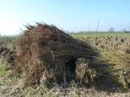 Beschoeiing's hout., Ophalen, Nieuw, Overige typen