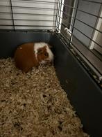 Zeer lief rood bont beertje, Cavia, Mannelijk, Juli, Tam