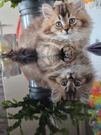 Almere, Dieren en Toebehoren, Poes