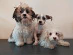 Mooie Boomer pups ShihTzu x Maltezer. Reutjes, Parvo, Nederland, 8 tot 15 weken, Meerdere