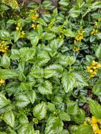 Inheemse planten: Bonte dovenetel, Prachtklokje & meer, Ophalen, Vaste plant, Overige soorten, Halfschaduw