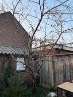 Gratis groene Appelboom, Ophalen, Lente, Volle zon, Appelboom