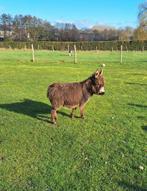 Mini micro ezel merrie veulen, Vrouwelijk, Schaap