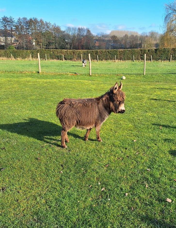 Mini micro ezel merrie veulen, Dieren en Toebehoren, Schapen, Geiten en Varkens, Schaap, Vrouwelijk