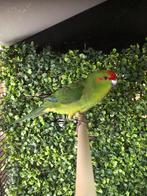 Kakariki pop, Dieren en Toebehoren, Vogels | Parkieten en Papegaaien, Vrouwelijk, Parkiet, Geringd