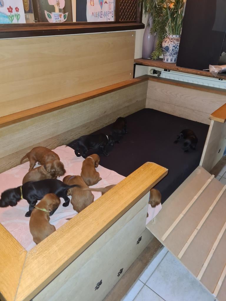 Ierse Setter pups, 8 tot 15 weken, Meerdere, Meerdere dieren, Setter
