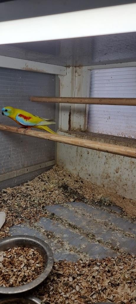 turquoisine, Dieren en Toebehoren, Vogels | Parkieten en Papegaaien, Mannelijk, Parkiet