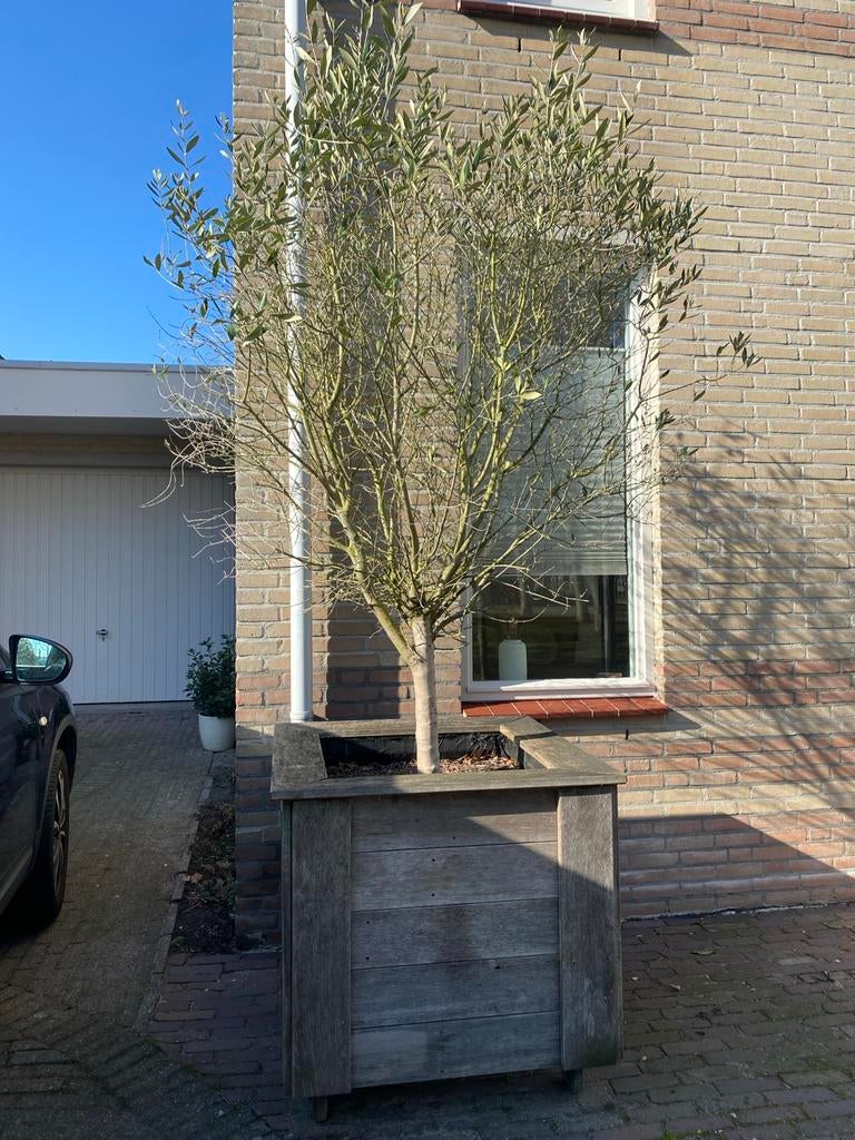 Olijfboom in hard houten bak op wielen, Volle zon, Vaste plant, Bloeit niet, Ophalen