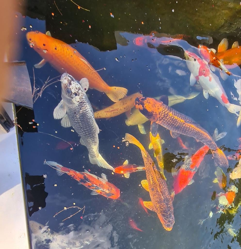 Koi karpers, vijverpompen, filterbak en UV-lamp, Tuin en Terras, Vijvers, Ophalen, Zo goed als nieuw