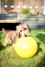 Ruwharige teckel teefje (6 mnd) met stamboom & zindelijk, Standaard, 15 weken tot 1 jaar, Teef, Parvo