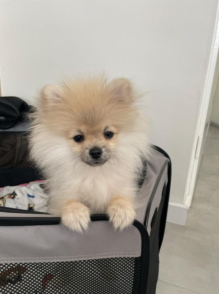 Mini Pomeriaan reu 6 maanden 🐶 ZSM, Particulier, Keeshond, 15 weken tot 1 jaar, Reu