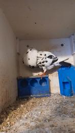 Duivinnen, Meerdere dieren