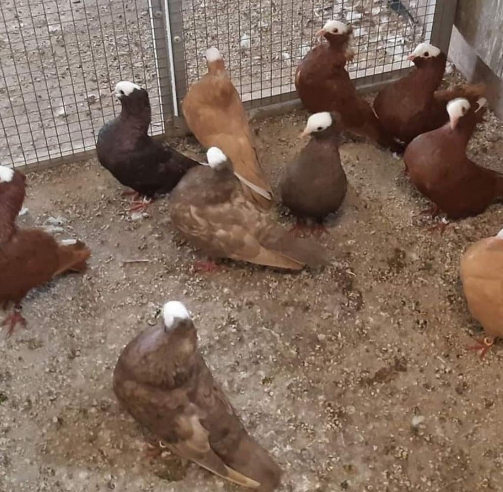 Gezocht verschillende kleuren mookee duiven, Dieren en Toebehoren, Vogels | Duiven, Meerdere dieren, Overige soorten