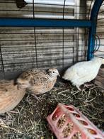 Kwartels, Meerdere dieren, Overige soorten