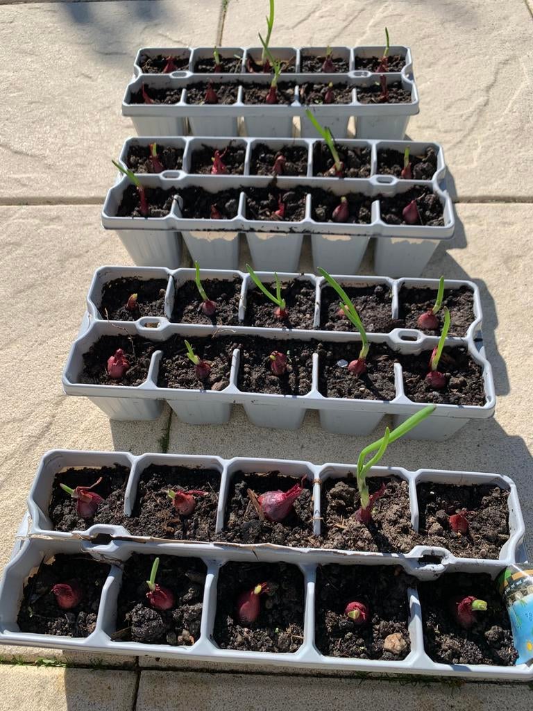 Laatste 30 rode Uien Plantuien, Ophalen, Volle zon, Groenteplanten, Eenjarig