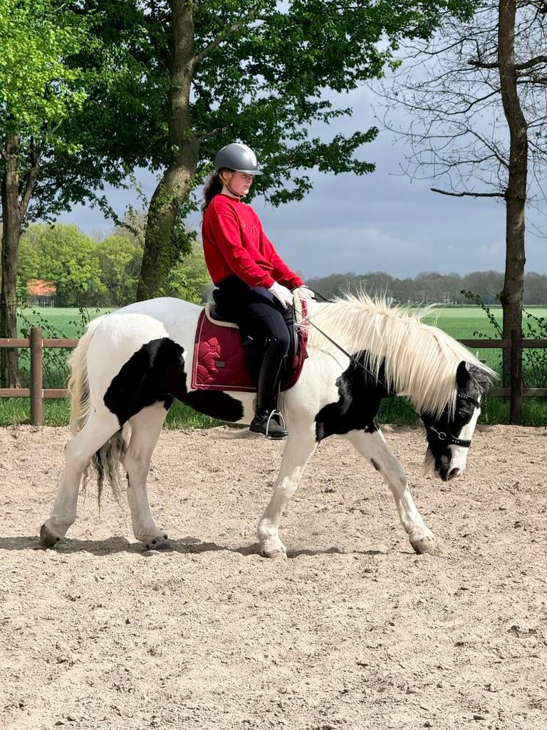 Diva, Dieren en Toebehoren, Paarden, Merrie, B, Minder dan 160 cm, 11 jaar of ouder, Recreatiepaard, Ontwormd