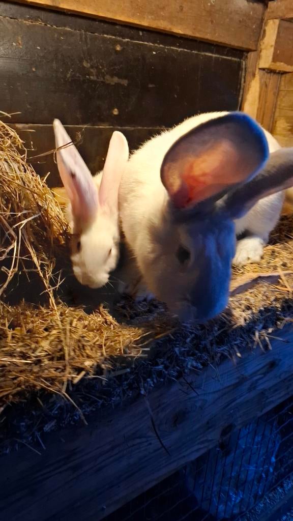 Duitse reus, Dieren en Toebehoren, Konijnen, Vrouwelijk, Groot