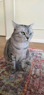 Kat, Kater, Ingeënt